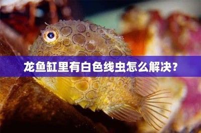 龍魚(yú)身上有白色線蟲(chóng)：龍魚(yú)身上出現(xiàn)白色線蟲(chóng)可能是寄生蟲(chóng)或疾病引起的，如何預(yù)防