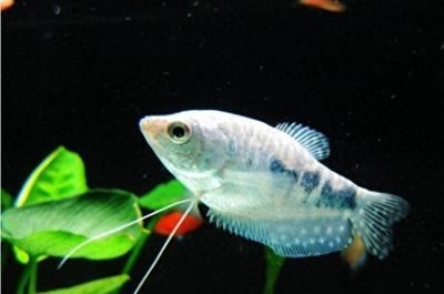 龍魚(yú)身上有白色線蟲(chóng)：龍魚(yú)身上出現(xiàn)白色線蟲(chóng)可能是寄生蟲(chóng)或疾病引起的，如何預(yù)防