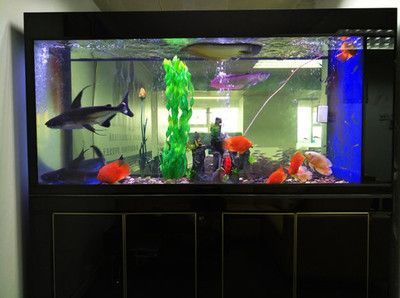 長50厘米的魚缸可以養龍魚嗎：龍魚與其他魚類混養的注意事項龍魚的飼養注意事項