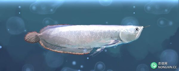 龍魚30公分一天喂幾次【30公分的龍魚一天喂幾次】