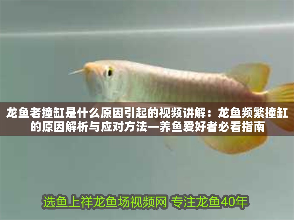 龍魚(yú)老撞缸是什么原因引起的視頻講解：龍魚(yú)頻繁撞缸的原因解析與應(yīng)對(duì)方法—養(yǎng)魚(yú)愛(ài)好者必看指南