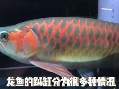 銀龍魚(yú)市場(chǎng)價(jià)格波動(dòng)原因：銀龍魚(yú)市場(chǎng)價(jià)格的波動(dòng)受到多種因素影響