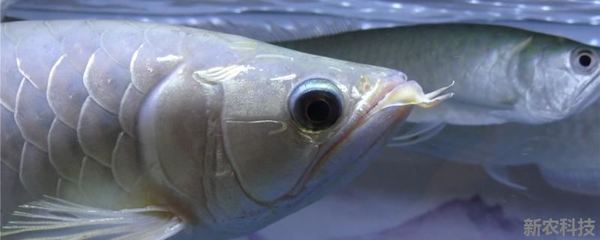 銀龍魚(yú)市場(chǎng)價(jià)格波動(dòng)原因：銀龍魚(yú)市場(chǎng)價(jià)格的波動(dòng)受到多種因素影響