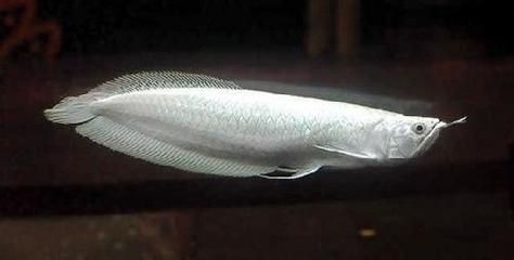 低價(jià)個(gè)人出售龍魚違法嗎知乎：低價(jià)個(gè)人出售龍魚是否違法，買家應(yīng)該謹(jǐn)慎行事，避免被騙