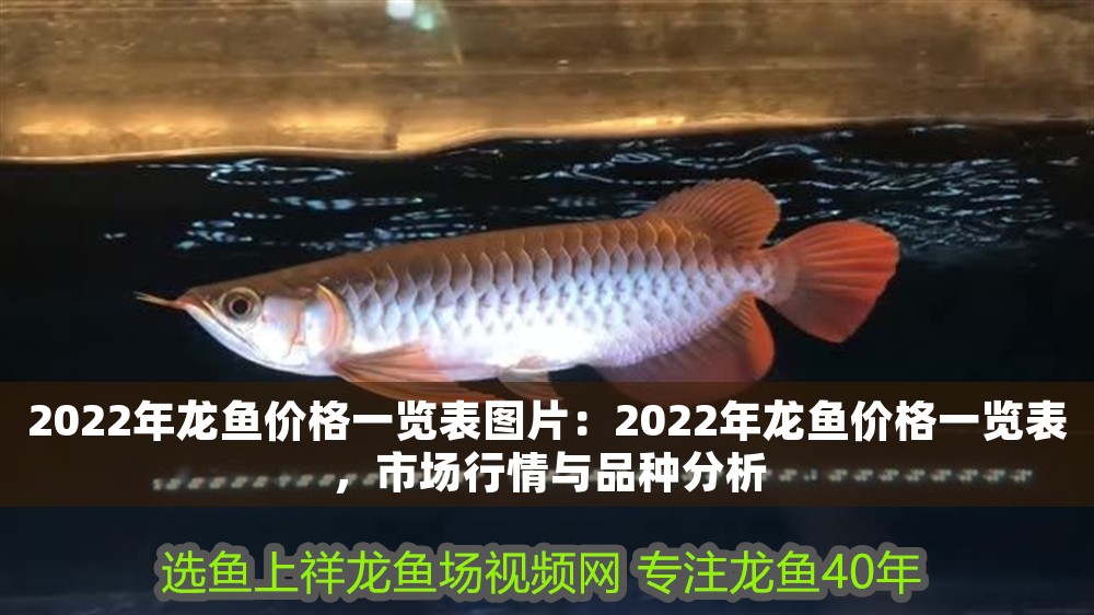 2022年龍魚價格一覽表圖片：2022年龍魚價格一覽表，市場行情與品種分析