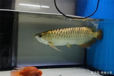 龍魚品種太多如何區(qū)分：如何區(qū)分不同品種的龍魚品種
