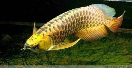 龍魚品種太多如何區分：如何區分不同品種的龍魚品種