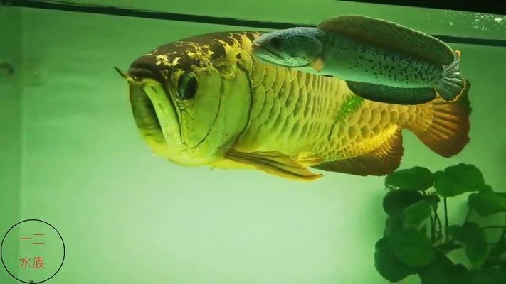 金龍魚與雷龍魚混養可以嗎（金龍魚和雷龍魚可以混養嗎）