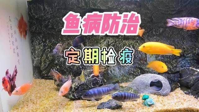 如何預(yù)防魚類的常見病？ 如何預(yù)防魚類的常見病？ 龍魚百科 第7張