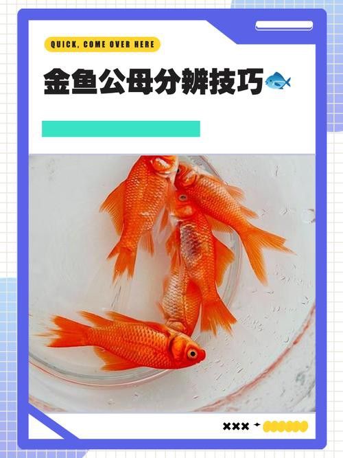金龍魚和金魚區(qū)別圖片
