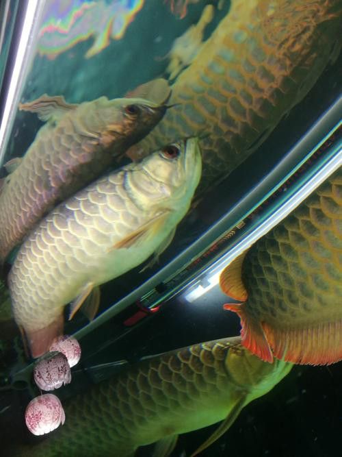 金龍魚和金魚區(qū)別圖片