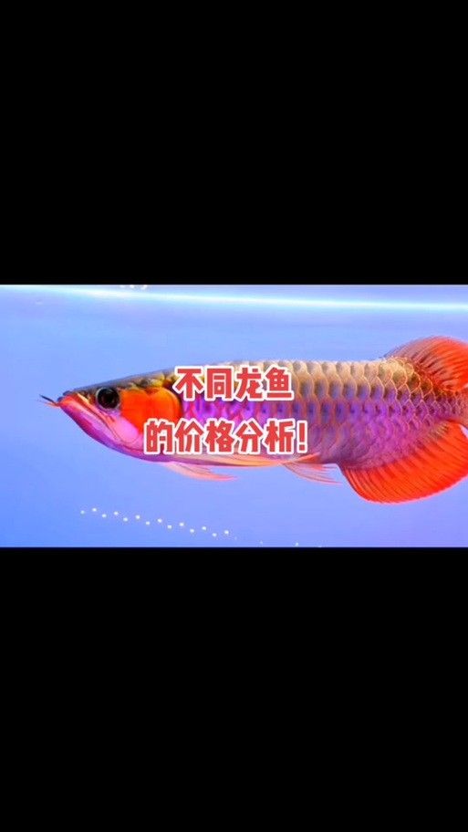 金龍魚和金魚區(qū)別圖片