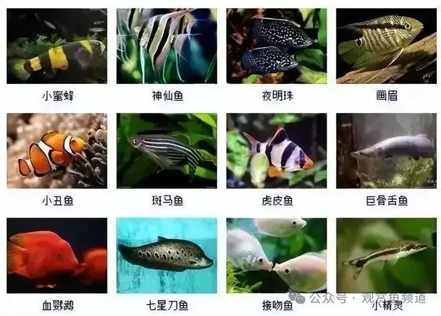 金龍魚和金魚區(qū)別圖片
