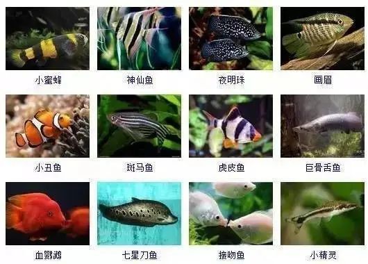 金龍魚和金魚區(qū)別圖片