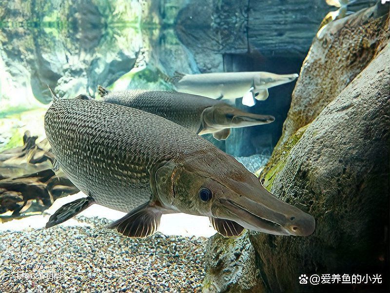 金龍魚和金魚區(qū)別圖片