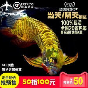 純血紅龍魚價格走勢