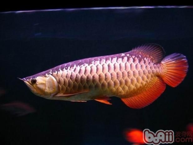龍魚品相怎么看出來的好壞（如何判斷龍魚品相好壞）