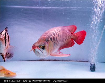 金龍魚顏色變化過程描寫，金龍魚的顏色變化過程是其生命周期中一個獨(dú)特而引人注目的特征