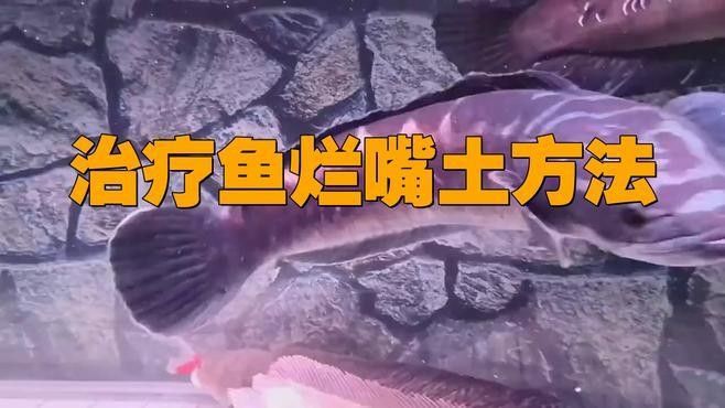 銀龍魚嘴爛了怎么處理視頻