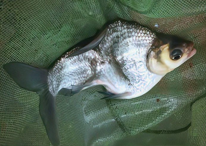 龍魚魚鰭分叉會遺傳嗎？