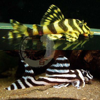 黃金斑馬（黃金斑馬與其他斑馬魚的區別，）