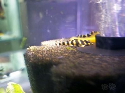 黃金斑馬（黃金斑馬與其他斑馬魚的區別，）