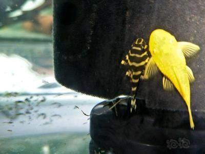 黃金斑馬（黃金斑馬與其他斑馬魚的區別，）