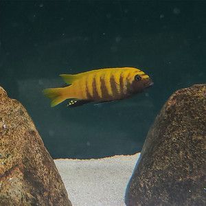 黃金斑馬（黃金斑馬與其他斑馬魚的區別，）