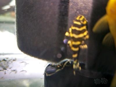 黃金斑馬（黃金斑馬與其他斑馬魚的區別，）