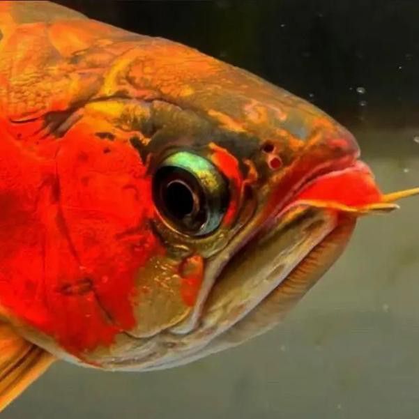 紅色龍魚(yú)多少錢(qián)一條啊圖片大全