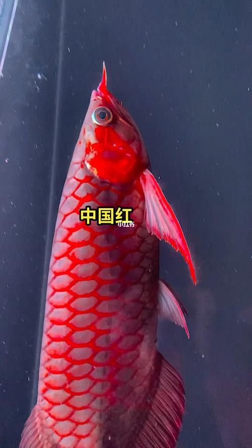 紅色龍魚(yú)多少錢(qián)一條啊圖片大全