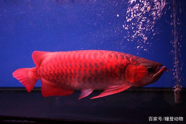 紅色龍魚(yú)多少錢(qián)一條啊圖片大全