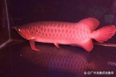 紅色龍魚(yú)多少錢(qián)一條啊圖片大全
