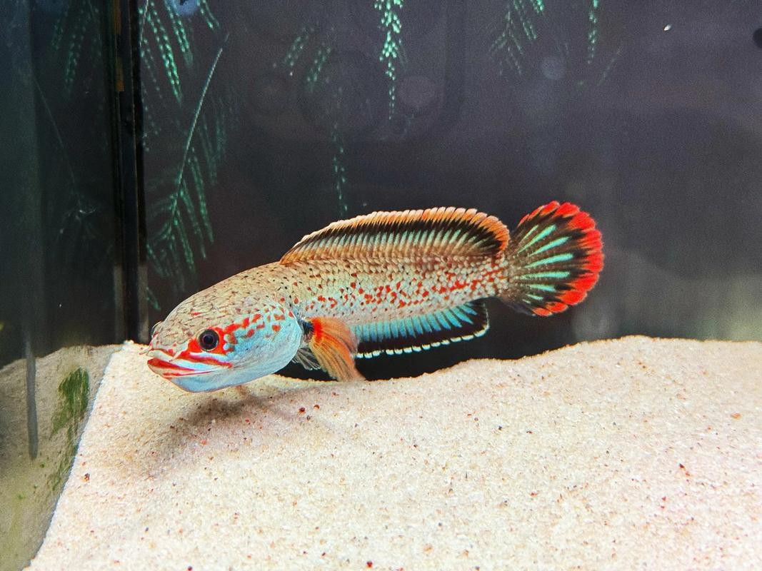 血斑雷龍魚發色