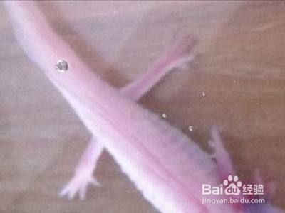 六角恐龍魚怎么分公母 雄性：六角恐龍魚性別鑒定技巧六角恐龍魚性別鑒定技巧