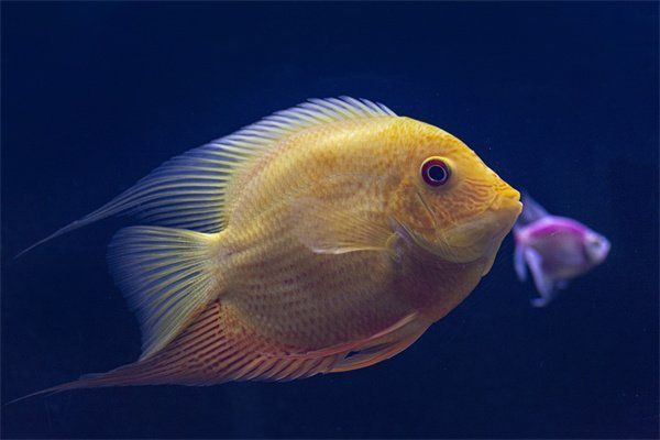 屬蛇的人養龍魚好不好
