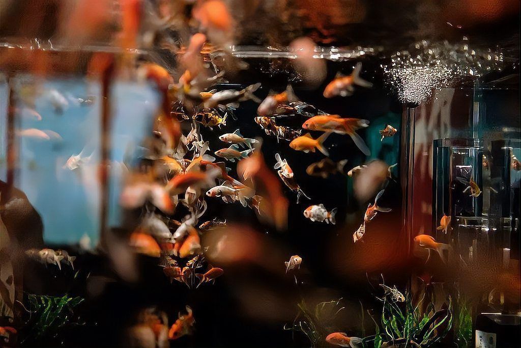 屬蛇的人養龍魚好不好