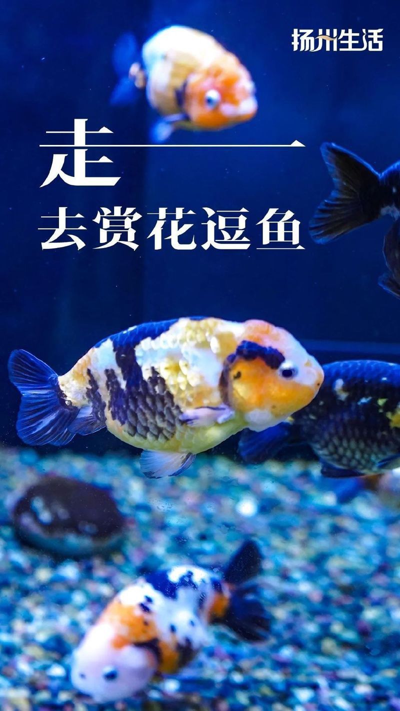 揚州龍魚批發市場在哪