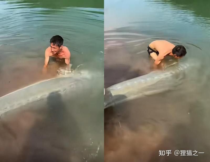 觀賞鱘龍魚能長到多大