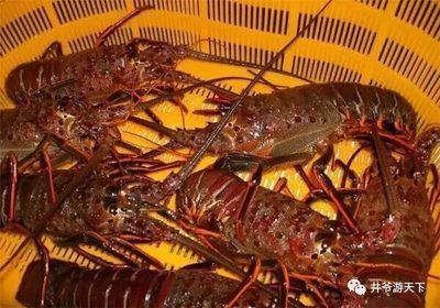 澳龍和紅龍的區(qū)別桌上：澳龍和紅龍有什么區(qū)別？