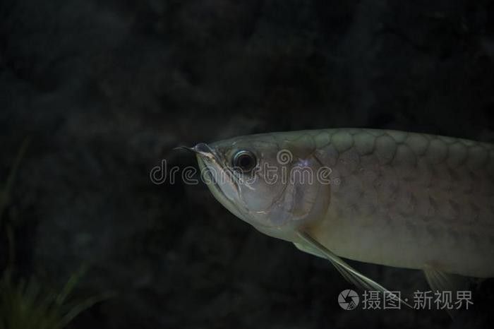 金龍魚壁紙有無官方授權圖庫？
