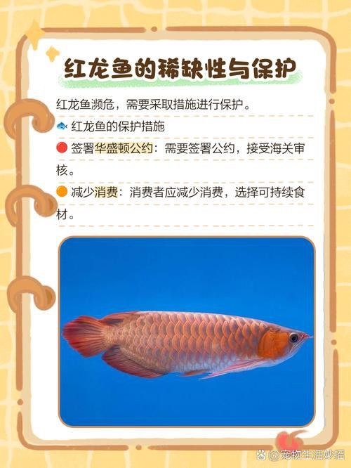 印尼紅龍魚喂養方法圖片大全