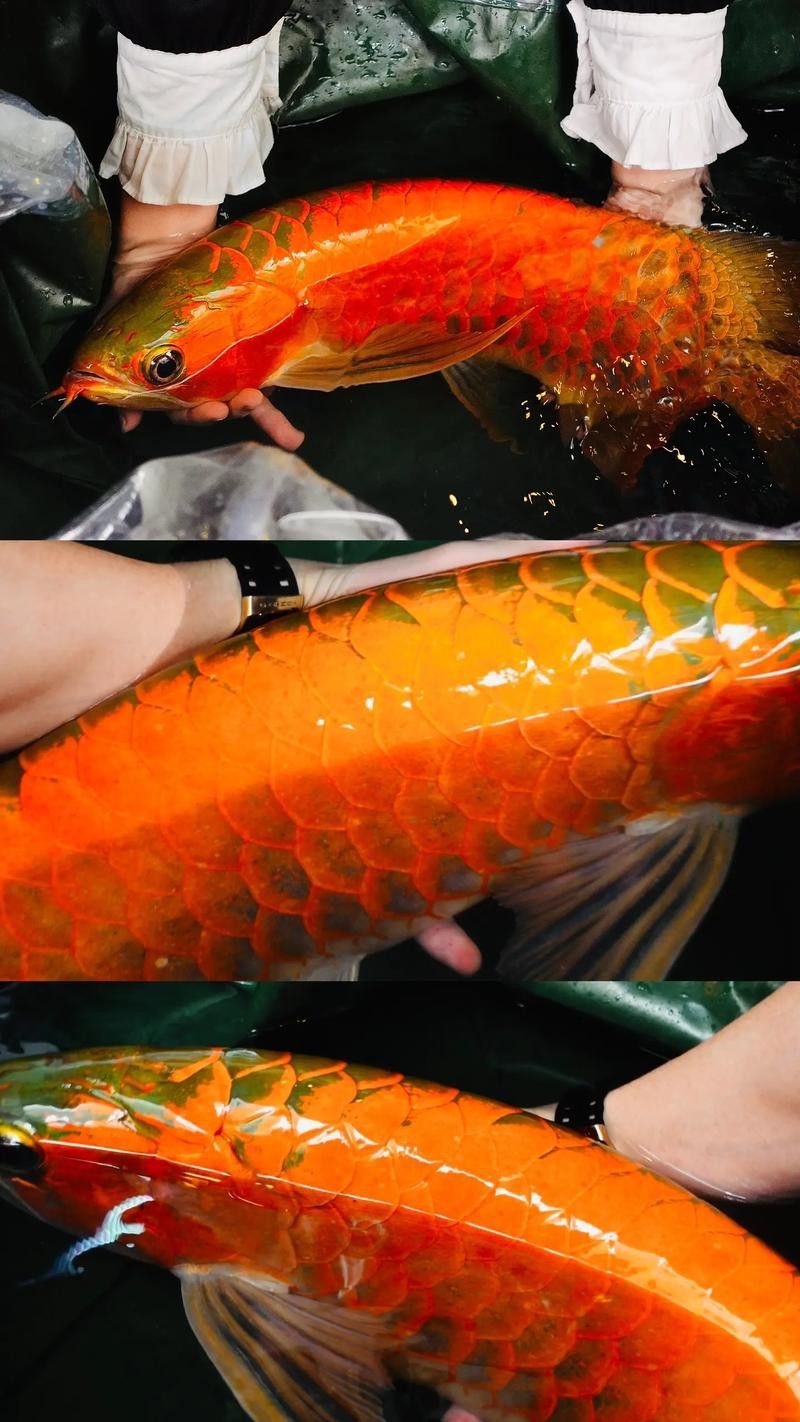 印尼紅龍魚喂養方法圖片大全