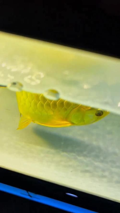金龍魚過背和不過背的圖片對(duì)比