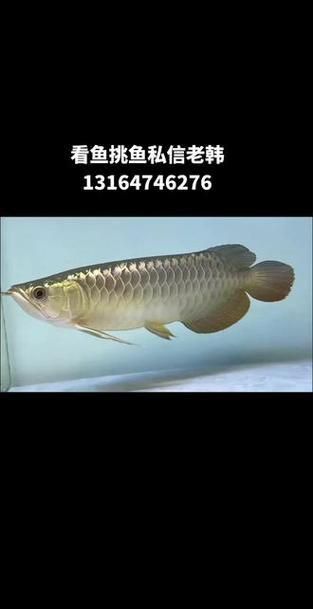 金龍魚過背和不過背的圖片對(duì)比