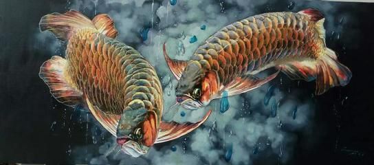 龍魚之巔官網下載：龍魚之巔app新手養魚指南,