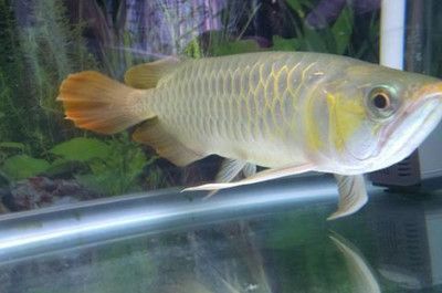 龍魚與大鳳魚的大小對比（龍魚和大鳳魚的大小）
