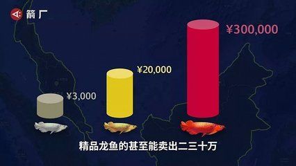 賣龍魚賺錢嗎(賣龍魚是否賺錢) 龍魚百科 第3張 賣龍魚賺錢嗎(賣龍魚是否賺錢) 賣龍魚賺錢嗎(賣龍魚是否賺錢) 龍魚百科 第3張
