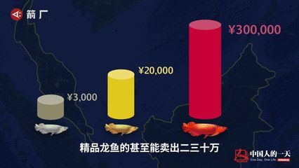賣龍魚賺錢嗎(賣龍魚是否賺錢) 龍魚百科 第4張 賣龍魚賺錢嗎(賣龍魚是否賺錢) 賣龍魚賺錢嗎(賣龍魚是否賺錢) 龍魚百科 第4張