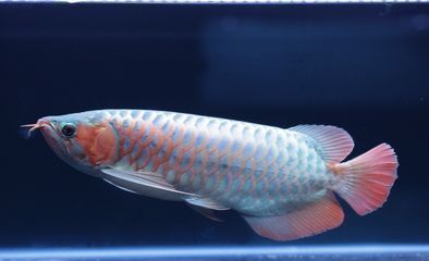 龍魚怎么辨別好壞：如何鑒別龍魚的好壞 龍魚怎么辨別好壞：如何鑒別龍魚的好壞 龍魚百科 第2張